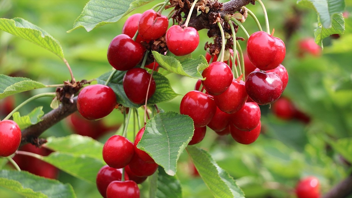 Türkiye'nin 2023'teki Kiraz İhracatının Yüzde 39'u Batı Akdeniz'den