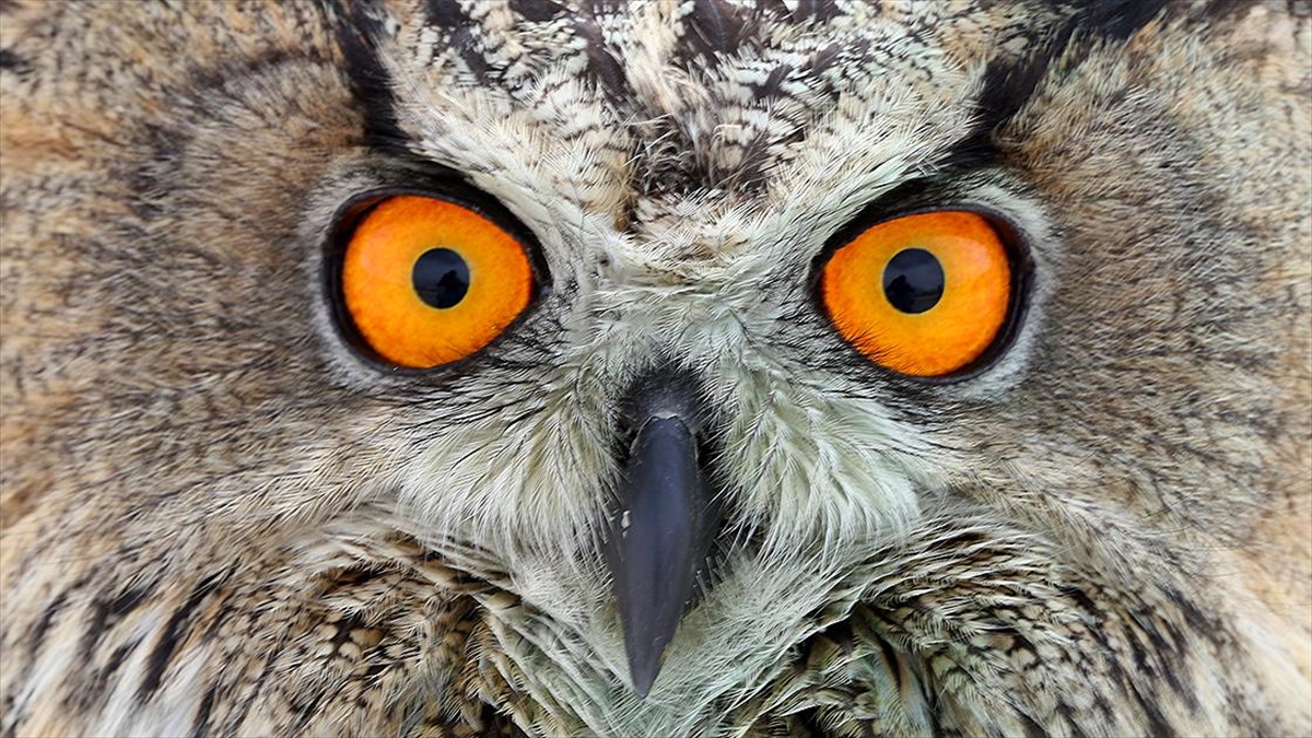 Van'da Geçen Yıl 500'e Yakın Yaban Hayvanı Tedavi Edildi