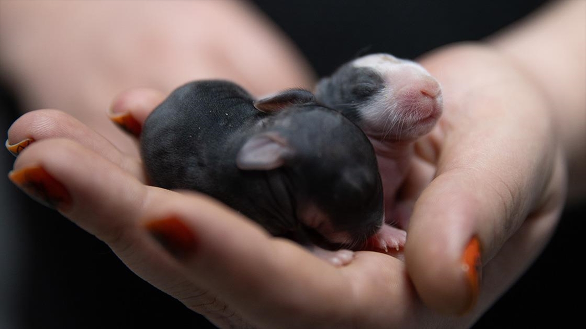 Başkentte 5 Gündür Süren "tavşan Muamması" Çözüm Bekliyor