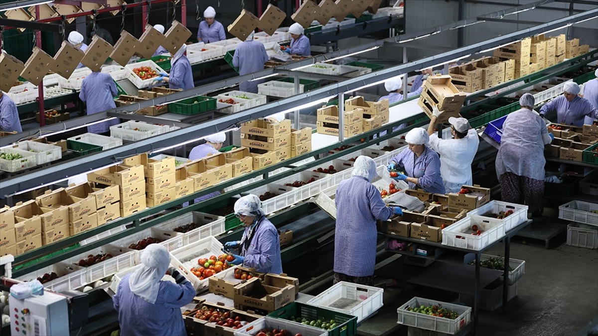 Ege Bölgesi'nin Son Bir Yıllık Meyve Sebze Mamulleri İhracatı 1 Milyar Doları Aştı