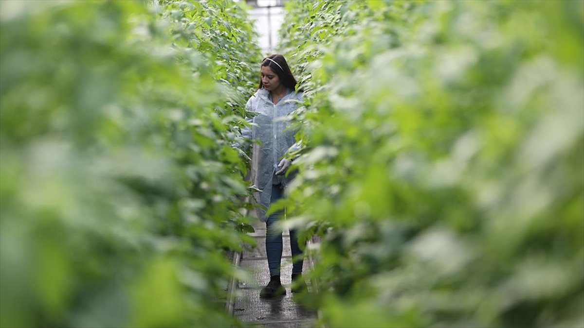 Pazarcılar Kurdukları Serayla Hem Üretime Hem De Kadın İstihdamına Katkı Sağlıyor