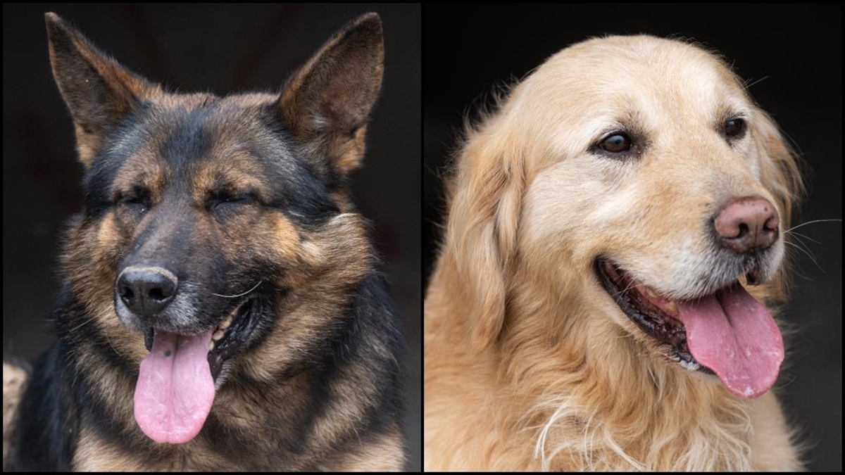 6 Şubat Depremlerinde 14 Canı Kurtaran "paşa" Ve "paz" Eğitimlerde Görev Alıyor