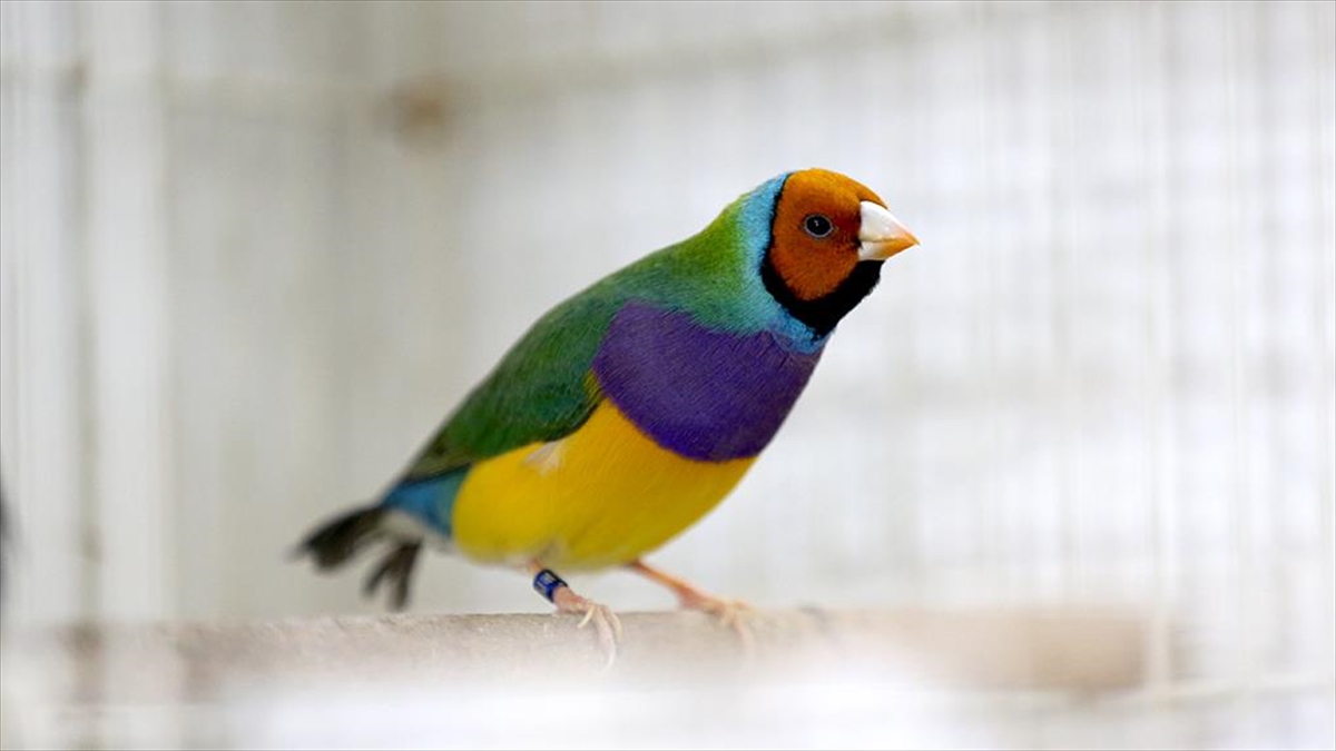 Emekli Öğretmen, Evinin Terasında Beslediği Kuşlarla Katıldığı Yarışmalardan Madalyayla Dönüyor