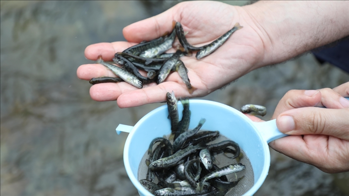 Orman İçi Sulara Geçen Yıl 3 Milyon 700 Bin Kırmızı Benekli Alabalık Salındı