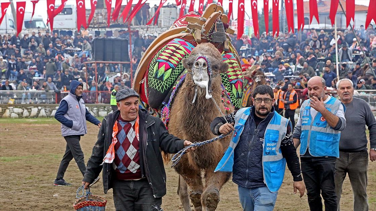 Muğla'da Deve Güreşleri Geleneği Sürdürülüyor