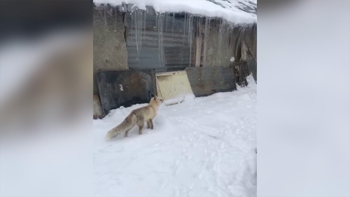 Gümüşhane'de Bir Kişi, Kar Yüzünden Aç Kalınca Evinin Önüne Gelen Tilkiyi Besledi