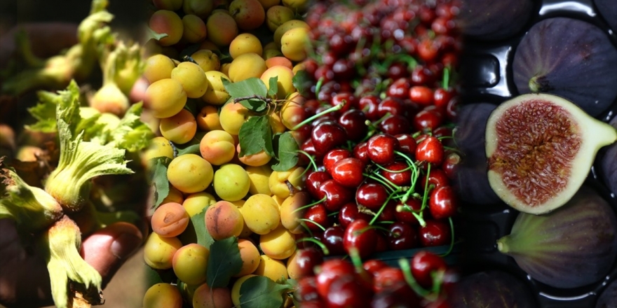 Türkiye 4 Ürünün Üretim Ve İhracatında Dünya Lideri