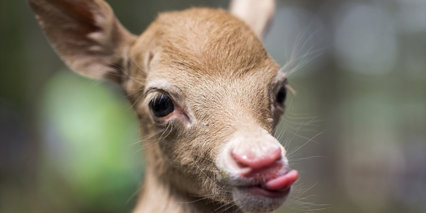 Yavru Alageyiğe Keçi 'Süt Anne' Oldu