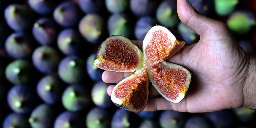 Singapurlu Ve Malezyalılara Siyah İncir Tanıtılacak