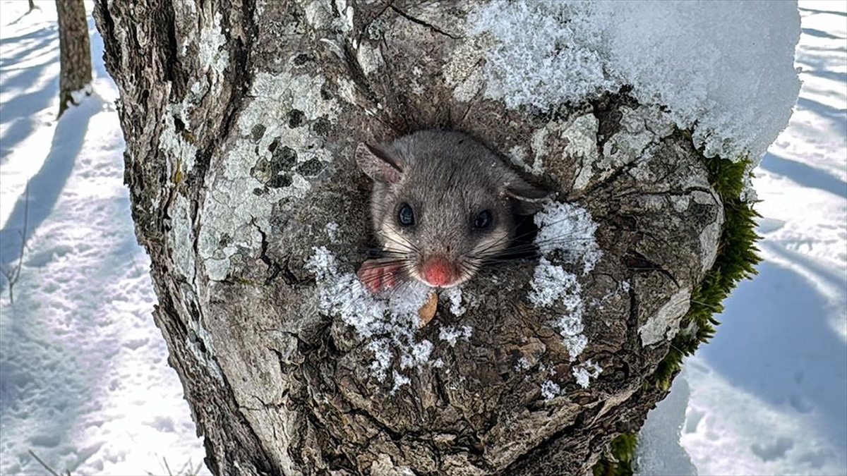 Üniversite Binasını Yuva Edinen Yediuyur, Kış Uykusu İçin Ağaç Kovuğuna Bırakıldı