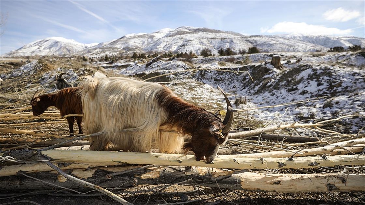 Erzincanlı Besiciler, Keçi Sürülerini Kışın Kavak Ağacının Kabuklarıyla Besliyor