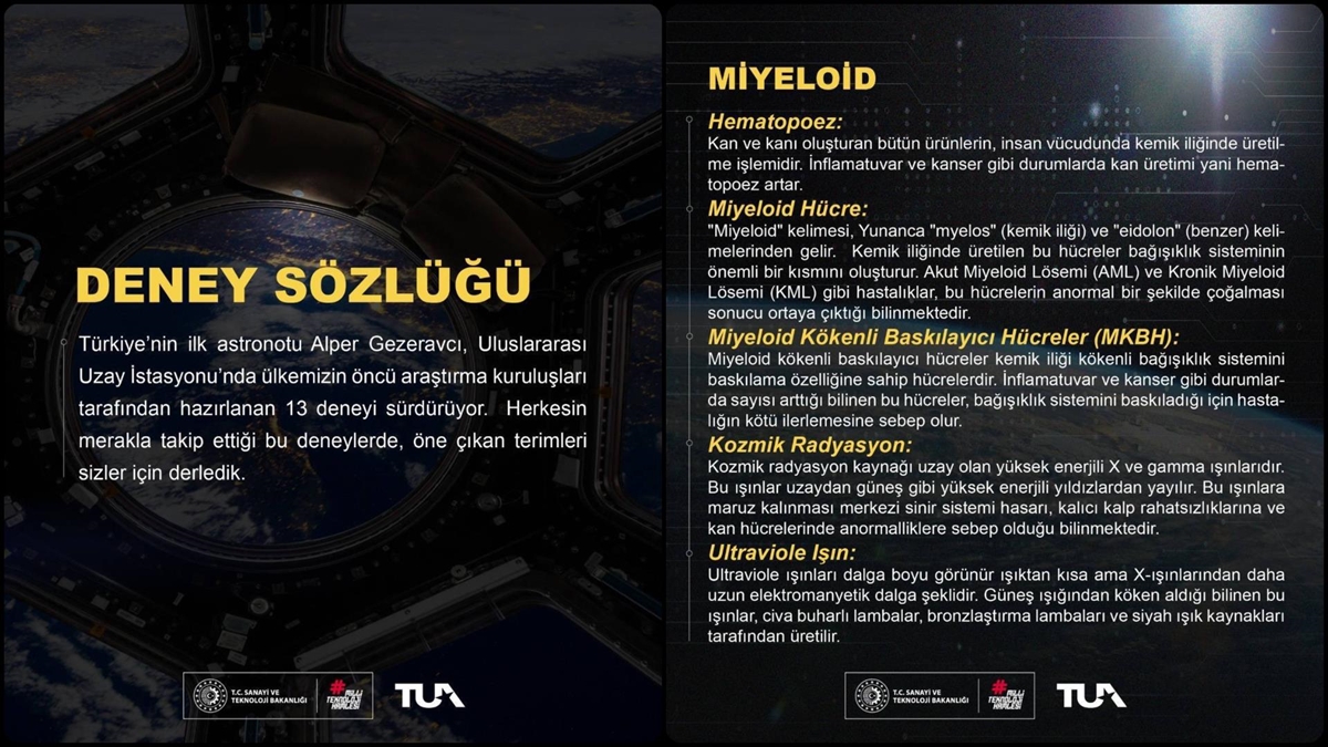 Tua "miyeloid" Deneyine İlişkin Sözlüğü Paylaştı