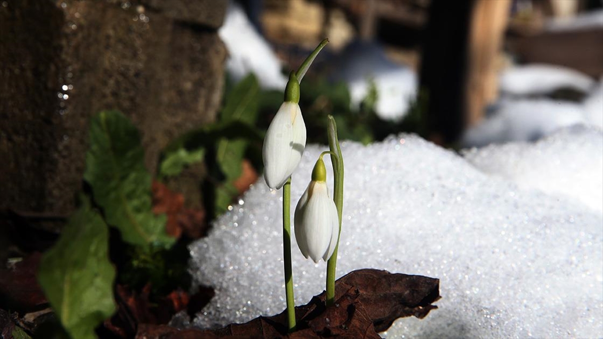 Küre Dağları'nda Kardelenler Açmaya Başladı