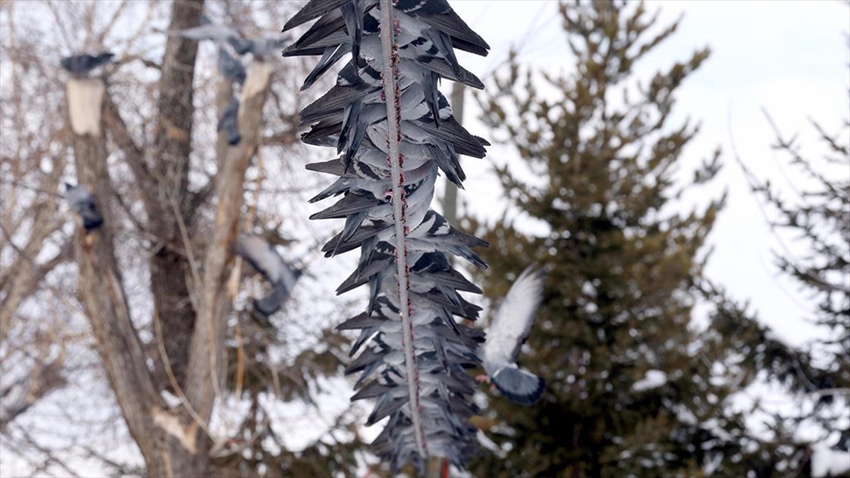 Erzurum, Ardahan, Kars Ve Tunceli'de Kar, Iğdır'da İse Soğuk Hava Etkili Oldu