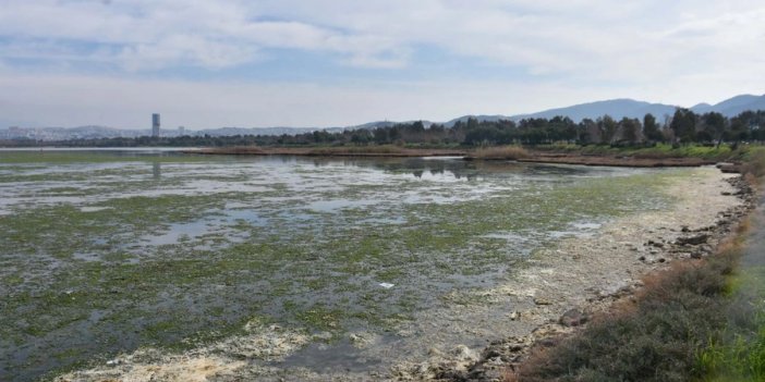 Çakalburnu Lagünü, deniz marulları ile kaplandı