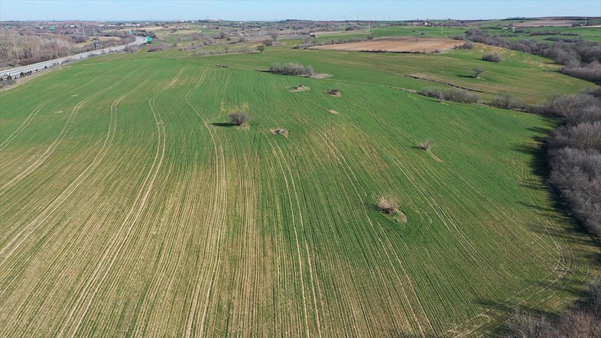 Edirne'deki Kış Kuraklığı Buğdayın Gelişimini Olumsuz Etkileyebilir