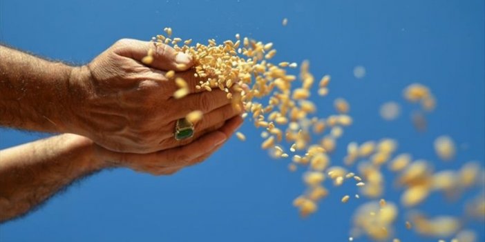 Ocak Ayında Hububat, Bakliyat, Yağlı Tohumlar İhracatı 1,03 Milyar Dolar Oldu