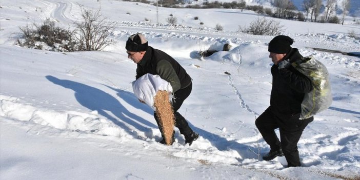 Yaban Hayvanlarının Aç Kalmaması İçin Dondurucu Soğukta Karlı Arazileri Aşıyorlar