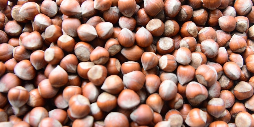 Tmo Fındık Bedellerini 20 Gün İçinde Ödeyecek