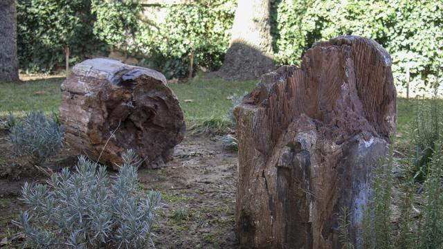 Uşak'ta 10 ila 16 milyon yıllık iki ağaç fosili bulundu