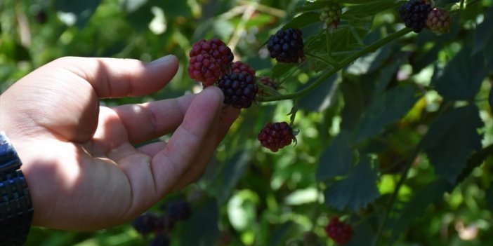 Organik Ürünlerde 2 Milyar Dolar İhracat Hedefi