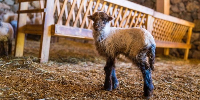 Koruma Altındaki Kaçeli Koyunları İzmir'deki Yaşam Parkında Yavruladı