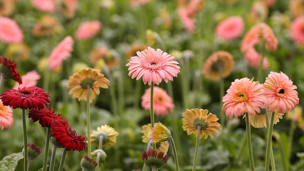 Gerbera Geçen Yıl Üretimi En Fazla Artan Kesme Çiçek Türü Oldu