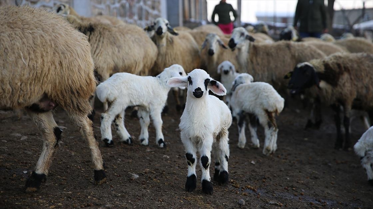 Ağıllar Yeni Doğan Kuzuların Sesiyle Şenleniyor