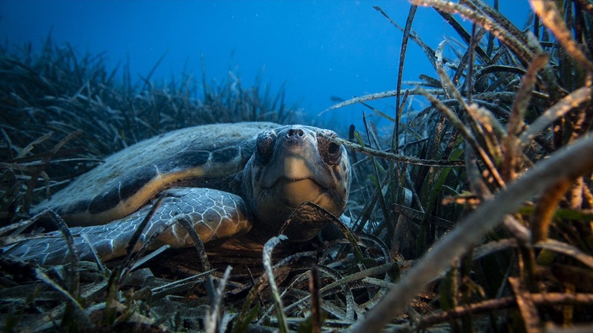 Bm, Göçmen Türlerin Neredeyse Yarısının Popülasyonunun Azaldığını Belirtti