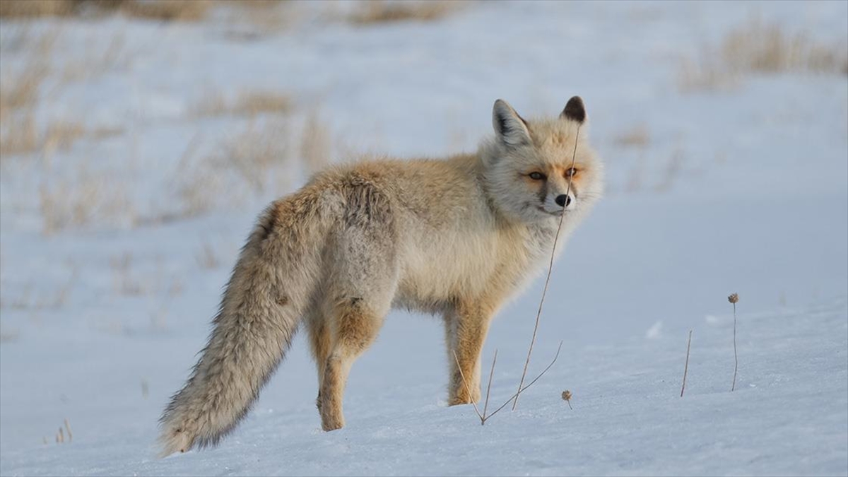 Kızıl Tilkiler Dakikalarca Ses Dinleyip Karda Avını Yakalamaya Çalışıyor