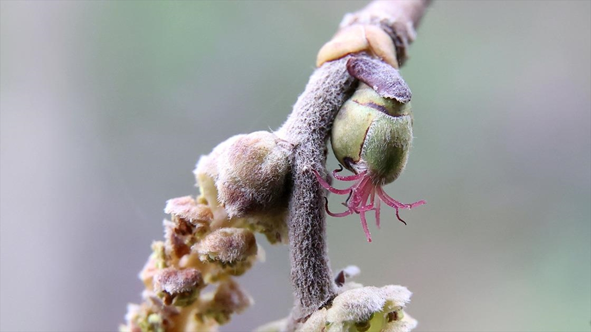 Karadenizli Fındık Üreticileri Zirai Dondan Tedirgin