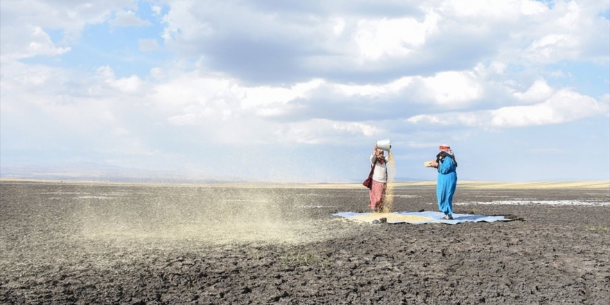 Kuruyan Kuyucuk Gölü'nde Tahıl Savurdular