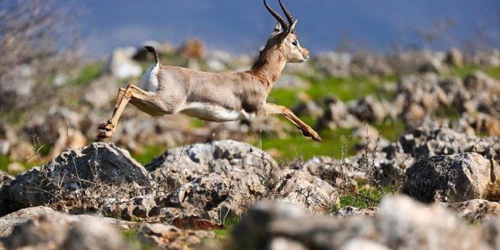 Hatay'da Dağ Ceylanlarının Sayısı Özel Alanlarındaki Çalışmalarla Artıyor