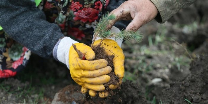 Gaziantep'te Yanan 15 Bin Ağacın Yerine 150 Bin Fidan Dikiliyor