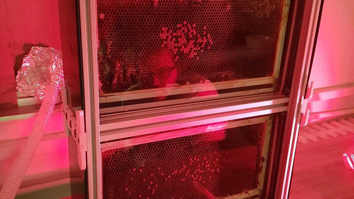 Odtü'nün "robot Arıları"na Küresel İnovasyon Ödülü