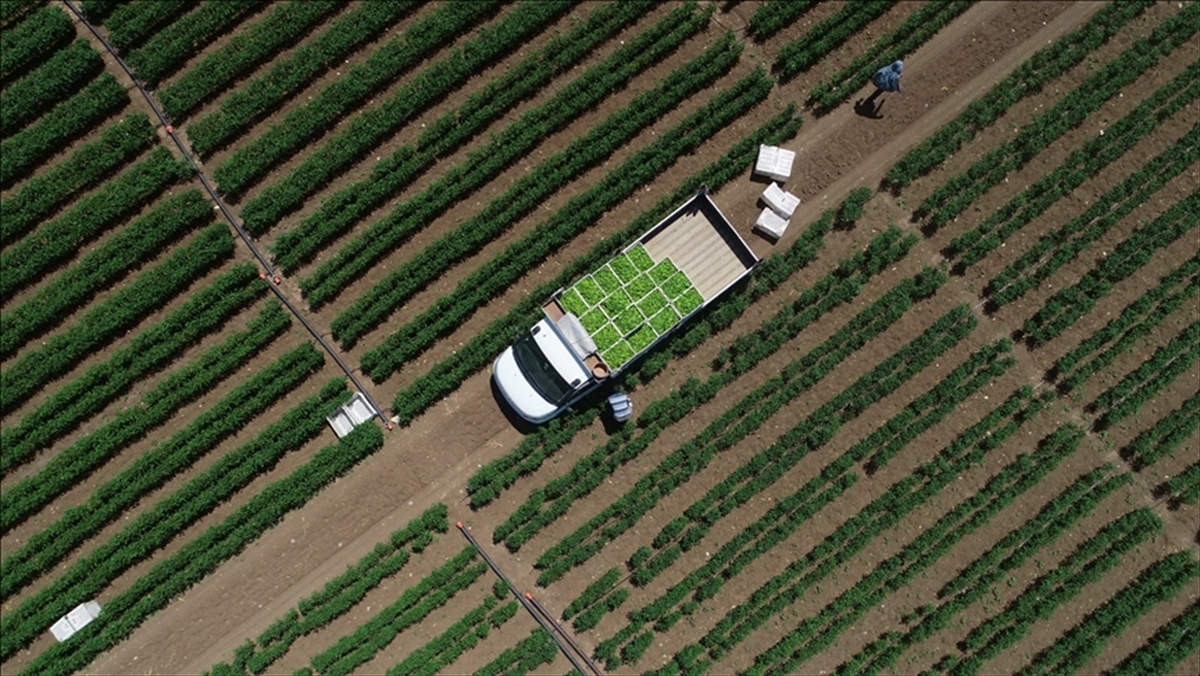 Çiftçilere Tarımsal Destek Ödemesi Bugün Yapılacak