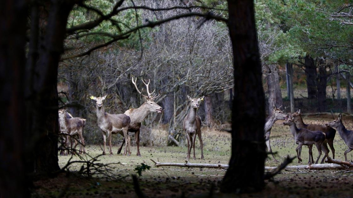 Koruma Altındaki Kızıl Geyikler Samsun'da Yetiştirilerek Doğaya Salınıyor
