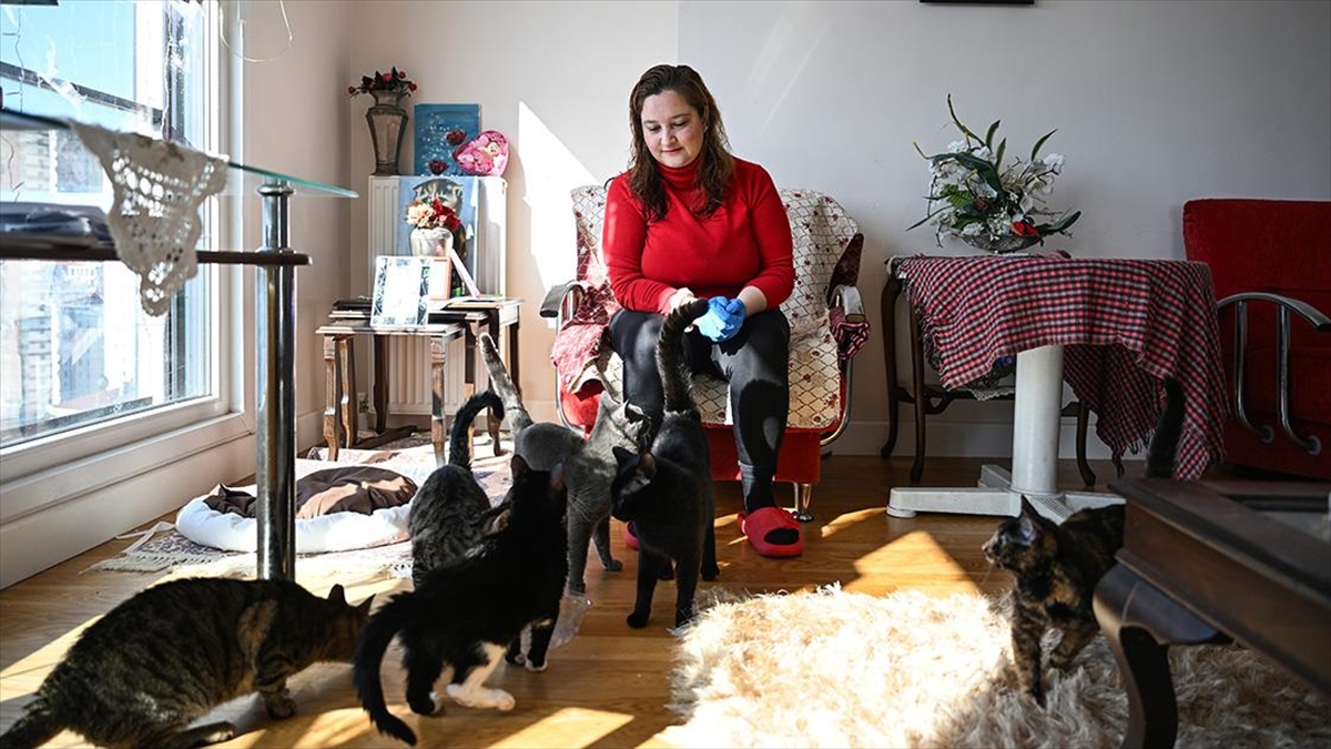 Evindeki 10, Sokaktaki 30 Kediye Adeta "annelik" Yapıyor