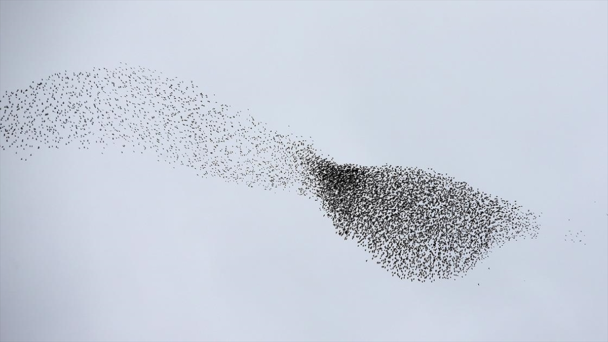 Kastamonu'da Sığırcıkların Senkronize Dansı Görüntülendi