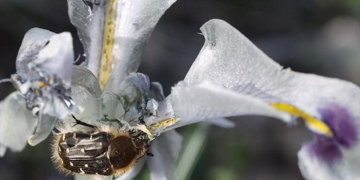 Fırat Nehri Kıyısında Açan Çiçekler Fotoğraflandı