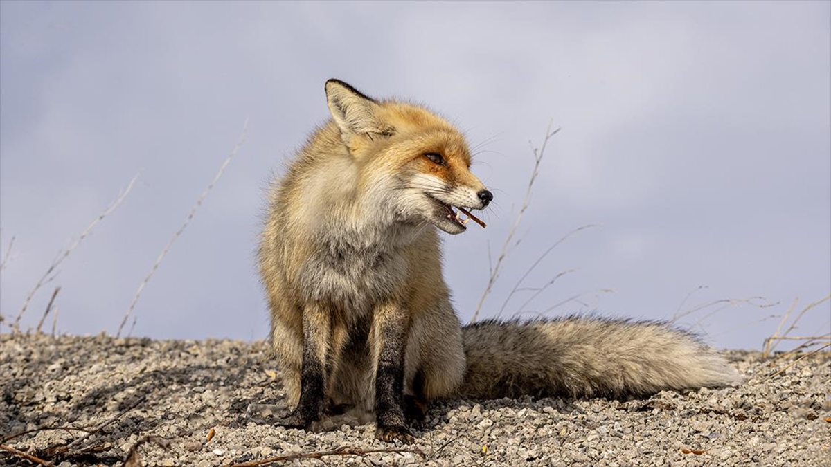 Erzurum'da Aç Kalan Tilkiyi Kraker Ve Sucukla Beslediler
