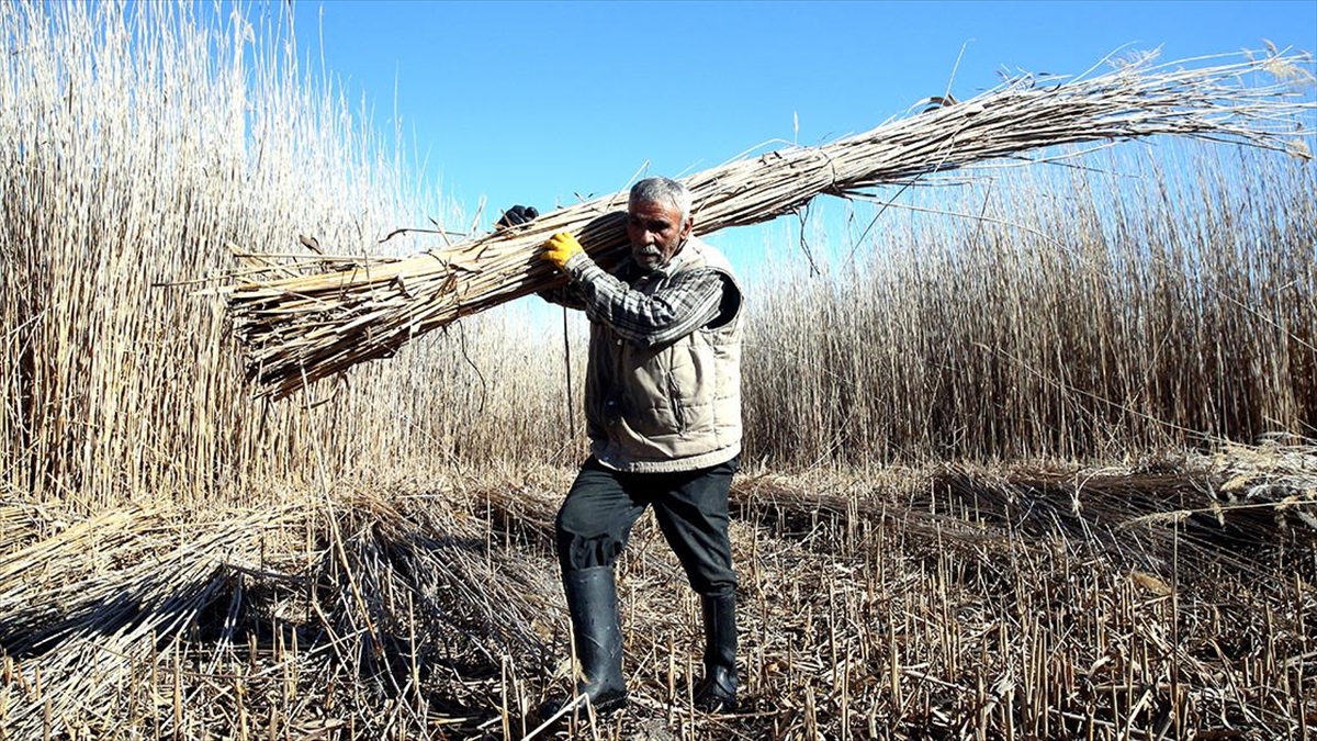 Sıcak Geçen Kış Sultan Sazlığı'ndaki Kamış Hasadını Da Zorlaştırdı