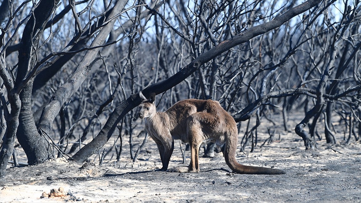 Avustralya'nın Güneydoğusundaki Orman Yangınlarında 14 Bin Hektarın Üzerinde Alan Kül Oldu