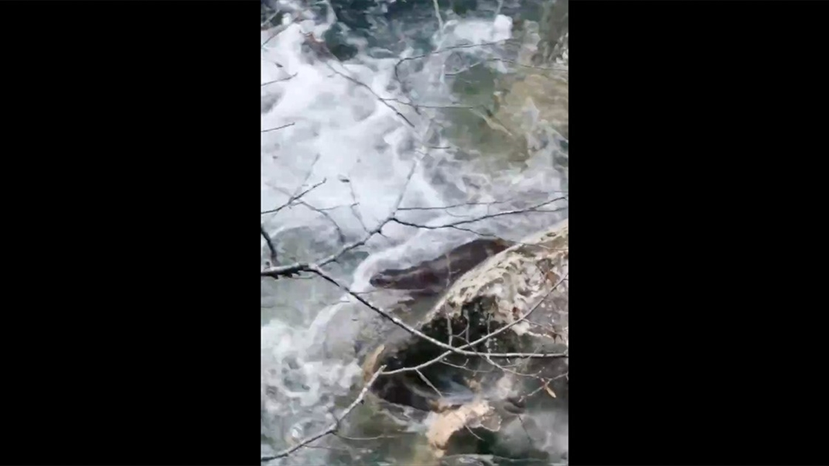 Bakan Yumaklı, Kastamonu'da Kayıt Altına Alınan Su Samurunun Görüntülerini Paylaştı