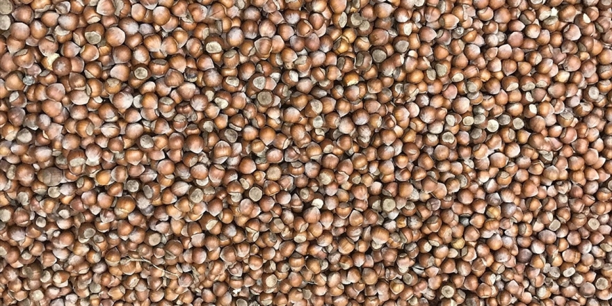 Tmo Fındık Alımlarında Yedinci Kez Devrede