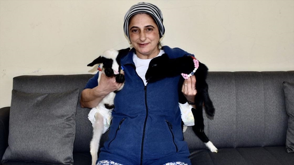 Bir Haftalık Kuzular "pamuk" Ve "ceylan"ı Evde Anne Şefkatiyle Büyütüyor
