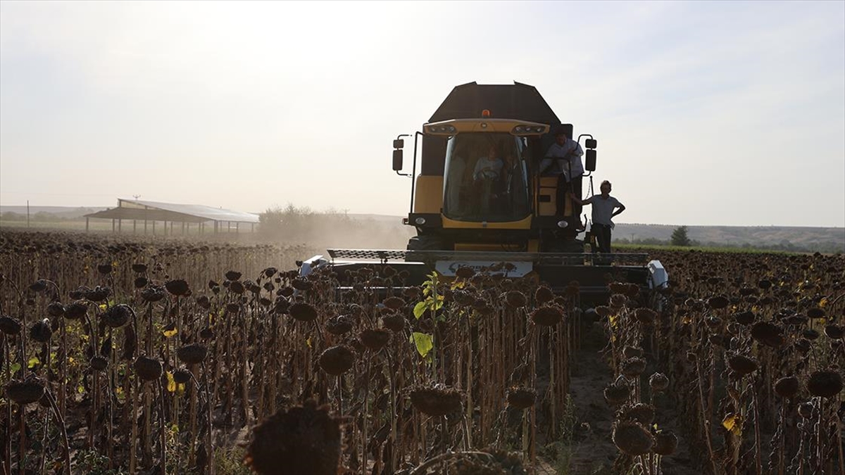 Edirne, 2023'te En Çok Çeltik Ve Ayçiçeğinin Üretildiği Kent Oldu
