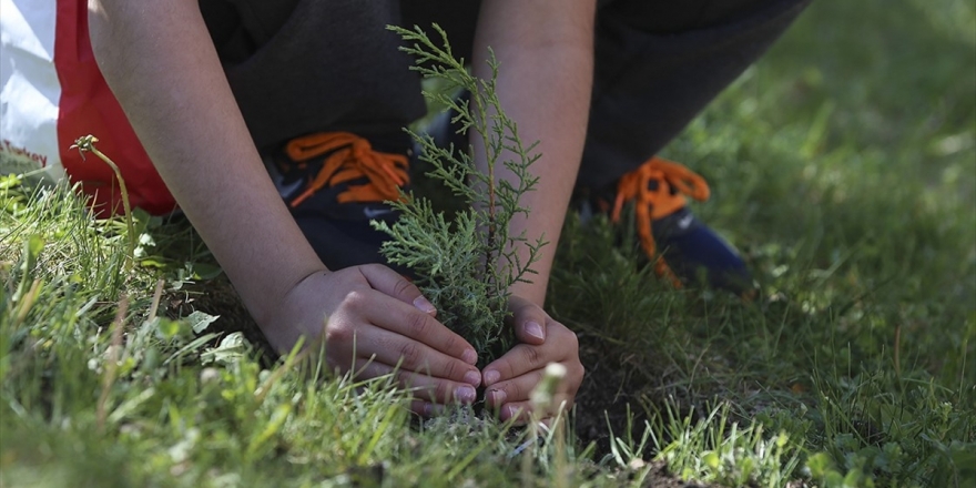 Bakanlıktan Ağaç Dikme Rekoru Hedefi