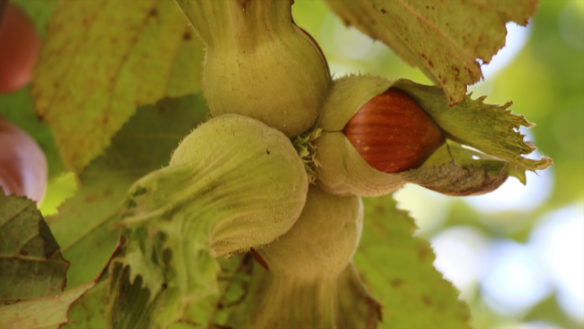 Fındık Üreticilerine "tarım Sigortası Yaptırın" Çağrısı