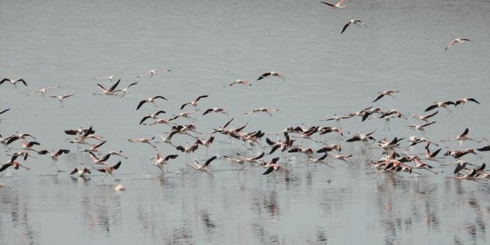 Ilıman Geçen Kış Mevsiminde Flamingolar Gelingüllü Barajı'na Erken Geldi